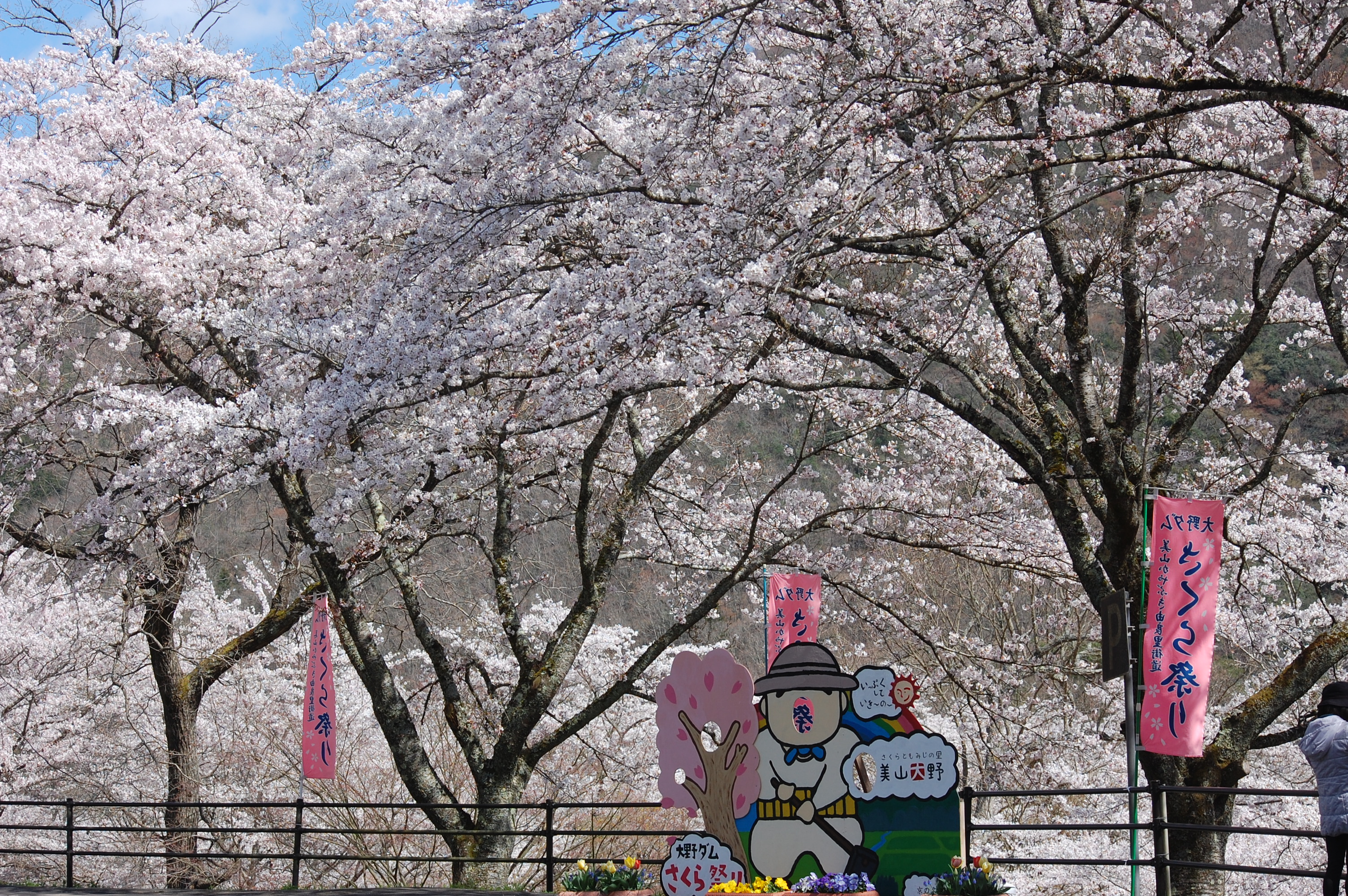 桜まつり２０１９ 大野ダムの桜 京都の静かなカフェ わかばのブログ